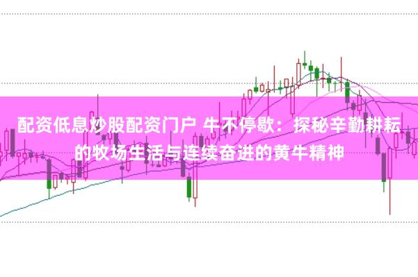 配资低息炒股配资门户 牛不停歇：探秘辛勤耕耘的牧场生活与连续奋进的黄牛精神